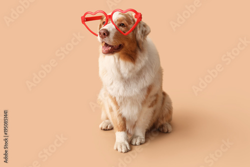 Cute Australian Shepherd do...