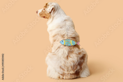 Cute Australian Shepherd dog with paper fish on brown background, back view. ...