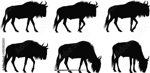 Set of black wildebeest silhouettes featuring various walking and grazing poses isolated on white background for safari nature vector illustration