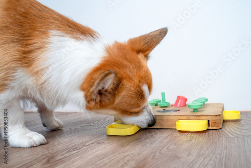 Corgi dog sniffing and solving a wooden interactive puzzle toy with colorful pegs and sliding compartments on a laminate floor, close view of nose work enrichment game indoors for mental stimulation
