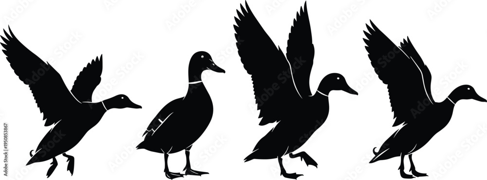 Naklejka premium Set of four mallard duck silhouettes in flying and standing poses, black water bird icons isolated on white background, wildlife, nature.