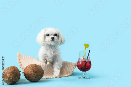 Cute Bolognese dog sitting ...