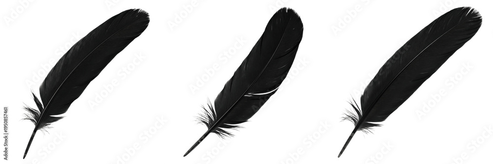 Fototapeta premium Black feathers isolated on white background, crow bird plumage set, realistic 3d render wings decoration, dark raven color feather, organic soft texture asset