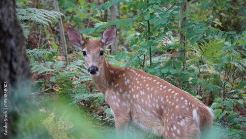 A Doe in the Woods