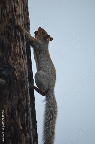 A Squirrel and His Nut