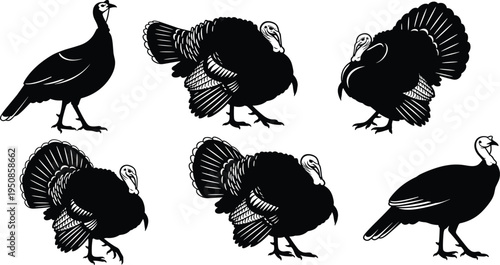 Set of six wild turkey silhouettes vector illustration featuring birds in various poses isolated on white background for thanksgiving design