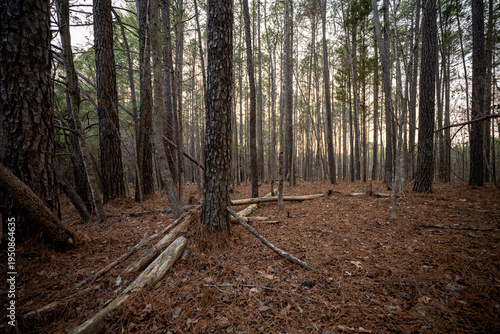 Tall pine trees in woodland near Holly Springs, North Carolina
