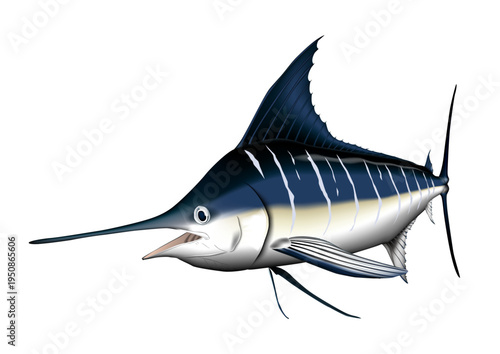 カジキ　魚イラスト　ベクター形式