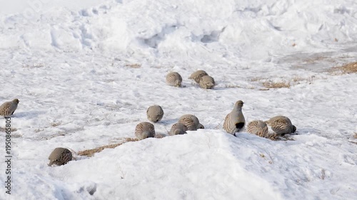Flock of grey partridge (Perdix perdix) is a bird in the pheasant family Phasianidae looking for food in winter field	