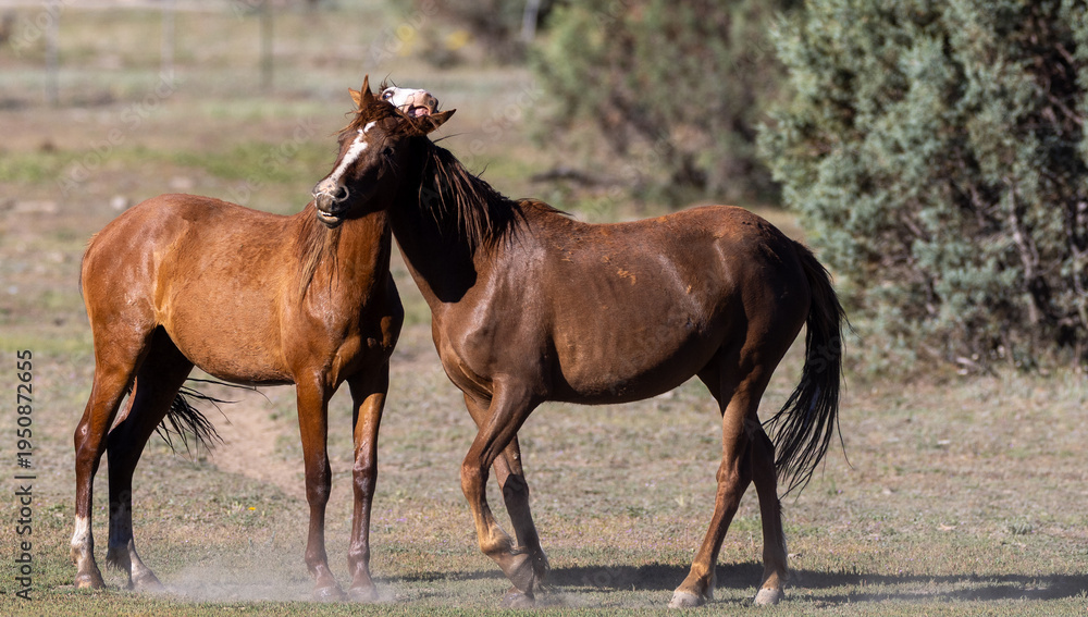 Obraz premium Wild Chestnut Stallions Biting and Fighting for Dominance in the Apache-Sitgreaves National Forest in North East Arizona United States