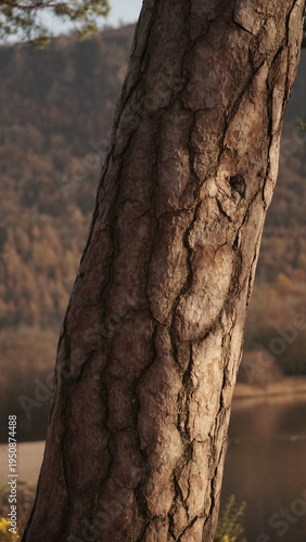old tree trunk