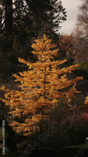 An Aspen in England