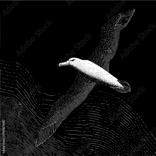 Vector illustration of albatross soaring over ocean waves in black and white graphic style art design