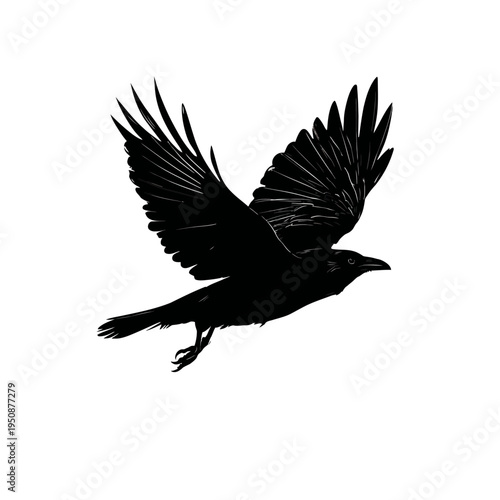 Black silhouette of a crow in mid-flight against white