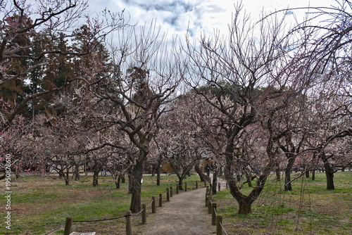 偕楽園の水戸の梅まつり
