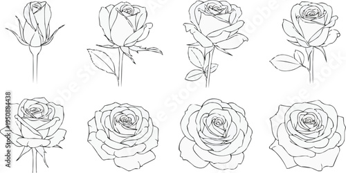 The image shows eight different line drawings of roses in various stages of bloom. They are arranged in two rows of four, all on a white background. The drawings are detailed and show the different sh