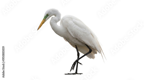 Photos Majestic great egret bird captured in profile, standing gracefully, isolated on a transparent background