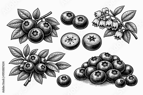 Vintage Engraving Style Blueberry Botanical Collection Featuring Hand-Drawn Whole Berries, Sliced Fruit, Blooming Flowers, and Leafy Branches in a Classic Woodcut Etching Vector Illustration