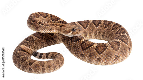 Photography Striking close-up photograph of a coiled western diamondback rattlesnake