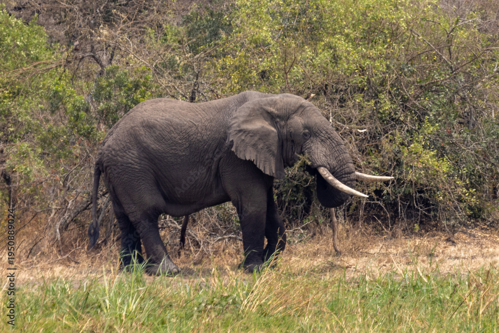 Fototapeta premium Male African Elephant in the Wilds of Akagera National Park Rwanda Africa RWA