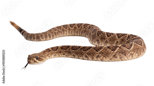 Quadro su tela Photograph of a western diamondback rattlesnake with its tongue flicking, isolated on a transparent background