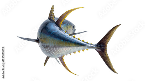 Dynamic rear view photograph of a majestic yellowfin tuna, isolated on a transparent background for versatile use.