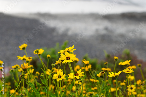 Yellow Coastal Flowers with Blurred Shoreline Background