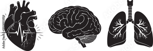 Human Organs Silhouette: Heart Brain Lungs with EKG Line Isolated on white background