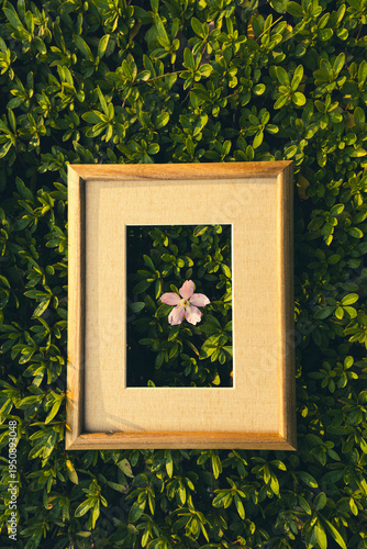 a pink magnolia flowers on branches against blurred green background