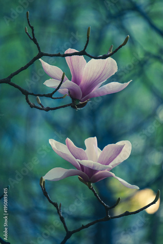 pink magnolia flowers on branches against blurred green background