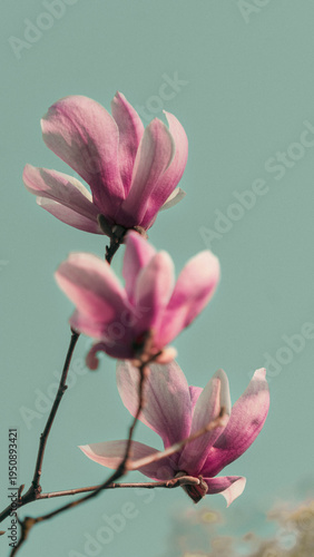 pink magnolia flowers on branches against blurred green background