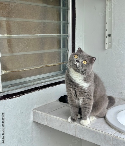 Cat scottish fold