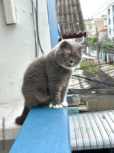 Cat scottish fold