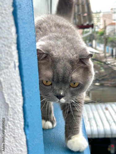 Cat scottish fold