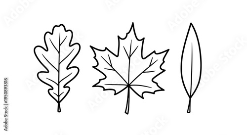 Outline illustrations of diverse tree leaves including oak maple and willow representing nature's seasonal beauty