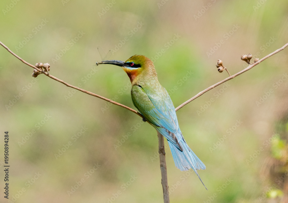Obraz premium Blue Tailed Bee Eaters Interaction