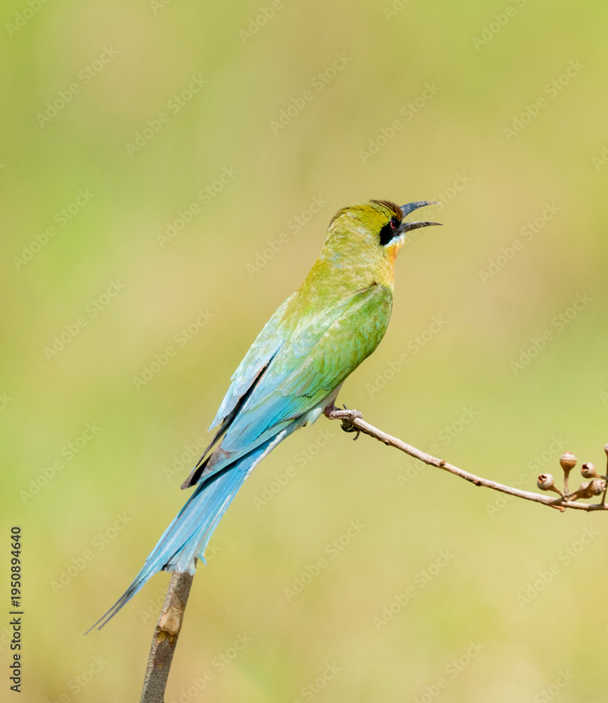 Fototapeta premium Blue Tailed Bee Eaters Interaction