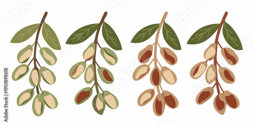 Stylized illustration of olive branches with varying degrees of ripeness