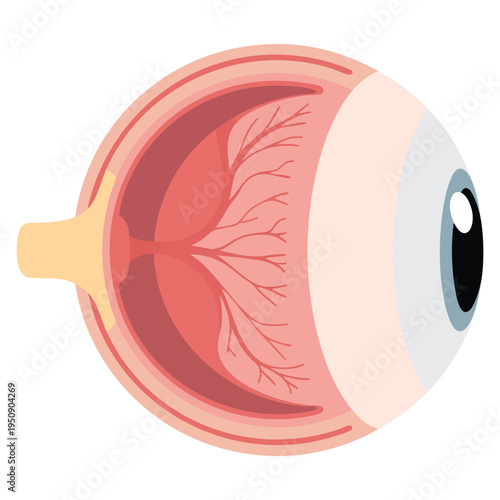 Eyeball cartoon style icon vector illustration isolated on white background perfect for organs symbol stock medical biology or optical themed artwork