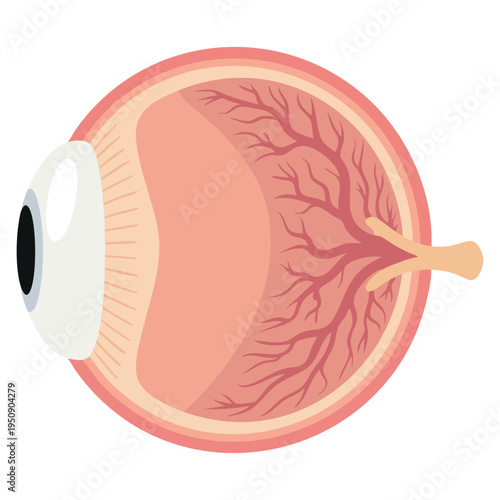Eyeball icon in cartoon style isolated on white background organs symbol stock vector illustration for medical anatomy vision or biology themed design