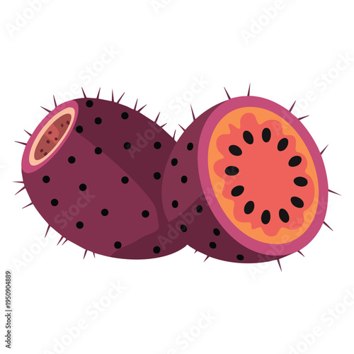 Fresh Mexican sour prickly pear cactus xoconostle fruit vector illustration featuring whole and sliced halves isolated natural food artwork