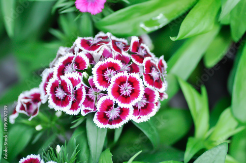 Dianthus chinensis or Caryophyllaceae or Dianthus chinensis L or Indian Pink or red and white flower