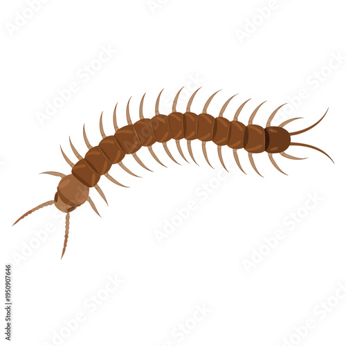 Tableau sur toile Nasty insect centipede and millipede flat cartoon isolated on white long worm wi
