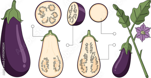 Eggplant Anatomy and Cross Section Diagram with Whole Aubergine, Slices, Seeds Structure, Leaf and Flower Botanical Educational Vector Illustration