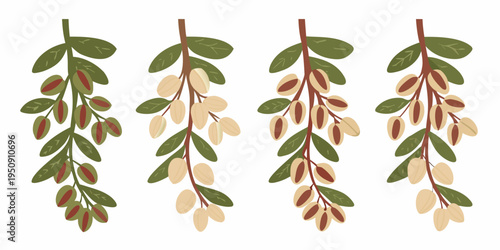 Four branches with oval leaves and seed pods a botanical illustration