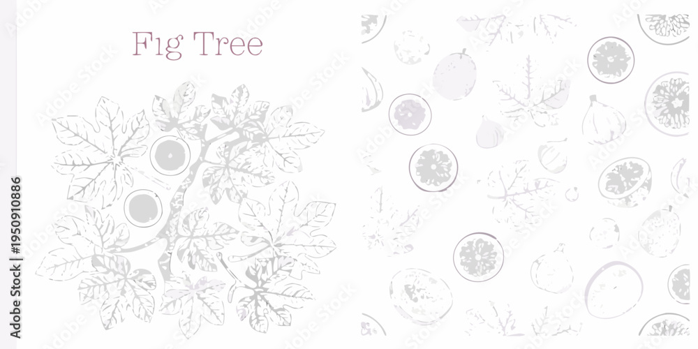 Obraz premium Vintage botanical illustration of a fig tree with fruit and leaves
