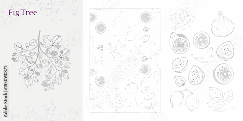 Botanical illustration of a fig tree with leaves and fruit variations