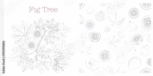 Vintage botanical illustration of a fig tree with fruit and leaves