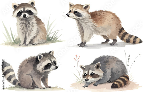 set of Hand-Painted Raccoon Watercolor, Forest Wildlife Animal Art, Isolated Vector Illustration
