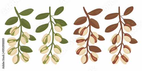 Pistachio branches with nuts in varying stages of ripeness